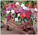 English Country Garden