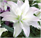Perfect Plants